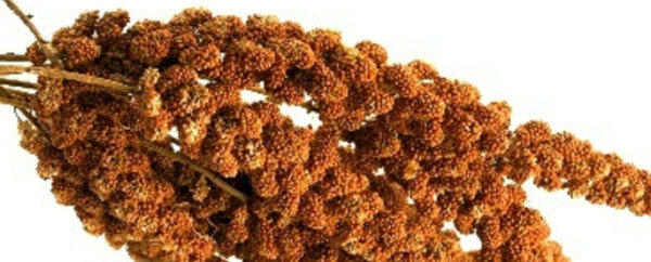 Weiß-Premium 1 kg ROTE KOLBENHIRSE Premium Qualität handverlesen aus Frankreich Hirse