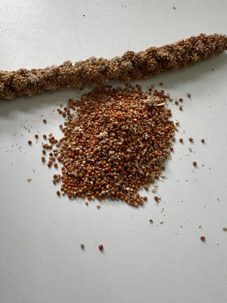 Weiß-Premium 3 x 1 kg LOSE ROTE KOLBENHIRSE Premium Qualität handverlesen aus Frankreich Hirse