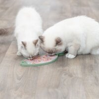Trixie LicknSnack Matte Fisch für Katzen