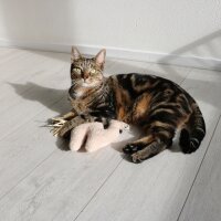 D&D Katzenkissen Latif
