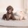 Beeztees Puppy Kuschelspielzeug Bowi