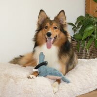 D&D Hundespielzeug Navy Chenille - blau