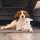 Beeztees Eco Hund Onne