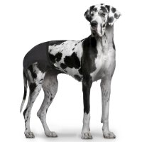Duvoplus Schutzhöschen - Schwarz - 18-23cm