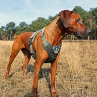 Duvoplus EXPLOR Ultimate Fit No-Pull-Geschirr - Undercover Green - XS - 28-37cm - 32-43cm