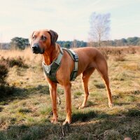 Duvoplus EXPLOR Ultimate Fit No-Pull-Geschirr - Undercover Green - XS - 28-37cm - 32-43cm
